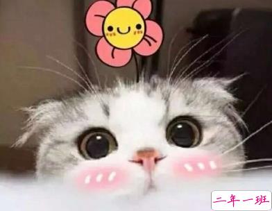 微信朋友圈晒宠物说说带图片 宠物说说可爱配图7