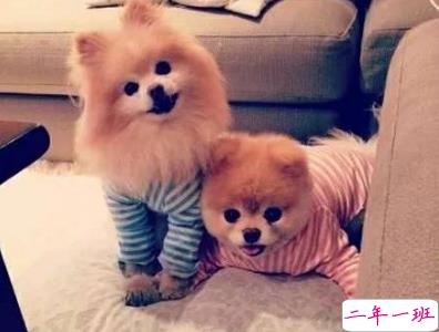 微信朋友圈晒宠物说说带图片 宠物说说可爱配图8