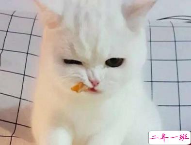 微信朋友圈晒宠物说说带图片 宠物说说可爱配图9