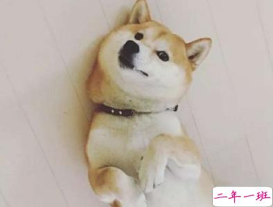 微信朋友圈晒宠物说说带图片 宠物说说可爱配图11