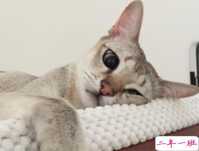 微信朋友圈晒宠物说说带图片 宠物说说可爱配图14