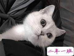 微信朋友圈晒宠物说说带图片 宠物说说可爱配图