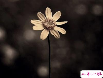 压抑憋屈的心情短句带图片 别赢了道理输了感情4