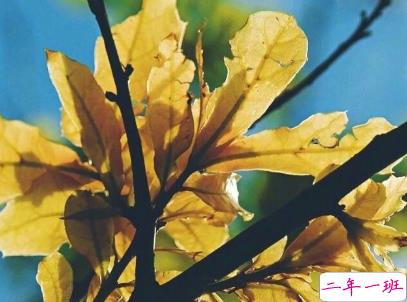 心累心烦的说说带图片 烦躁不安的伤感说说3