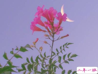 一个人的说说伤感心情短语配图 感到无力心酸的说说9