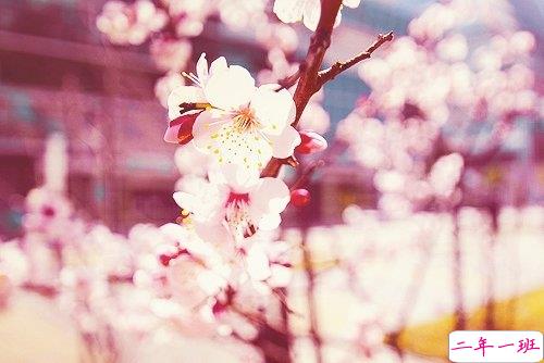 干净文艺小短句带图片 2019抖音值得珍藏的文艺句子12