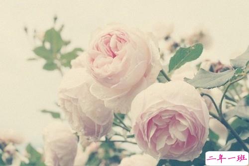 女生心累说说简洁一句话带图片 回忆很伤人的说说一直无法忘记13