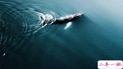 忽而夏至的悲伤日记的伤感说说配图 你最美的青春都在陪他吃苦3