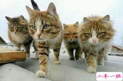 QQ空间说说图片5