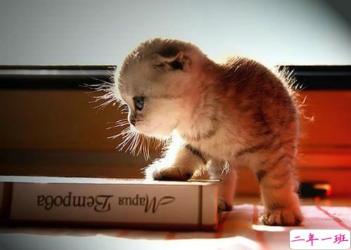 关于爱情的有些伤感难过的说说带图片 遇你之后步步都难走9