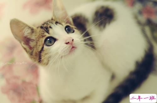 关于爱情的有些伤感难过的说说带图片 遇你之后步步都难走11