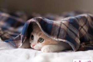 内涵说说带图片：看过了你喜欢的人，才知道我是败给了你的品位