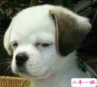 笑死人的说说加图片：老师说我是搅屎棍，那么我同学是什么？1