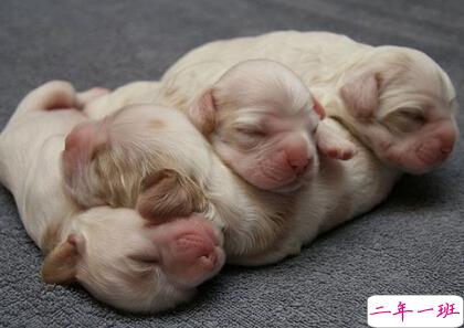 笑死人的说说加图片：老师说我是搅屎棍，那么我同学是什么？14