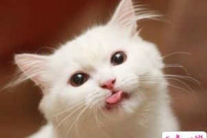 配图片的扣扣说说：对你最好的那个人，往往是最好欺负的人