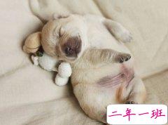 搞笑说说带图片：参加了一放鸽子大赛，结果比赛时就我一个人去了