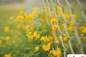 伤感图片说说:你突然对我这么冷淡,是不是在为别人赴汤蹈火