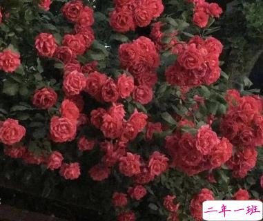 适合十一月发朋友圈温暖人心的文案 放弃不难但坚持一定很酷2