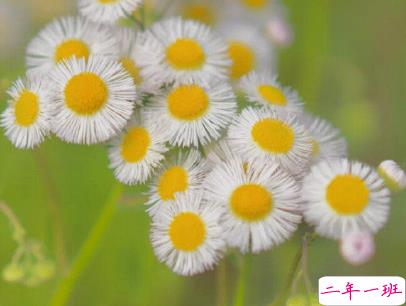 简短唯美小清新文案 微信小清新说说带图片8