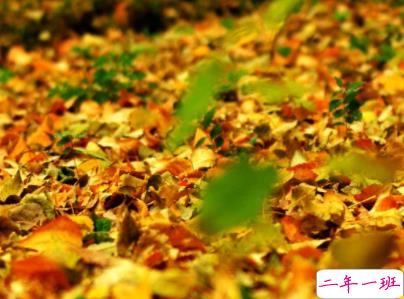 赏银杏的朋友圈说说带图片 有关银杏的唯美说说配图2