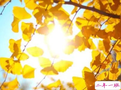 赏银杏的朋友圈说说带图片 有关银杏的唯美说说配图5