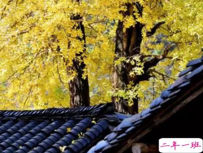 赏银杏的朋友圈说说带图片 有关银杏的唯美说说配图8