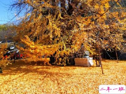 赏银杏的朋友圈说说带图片 有关银杏的唯美说说配图9