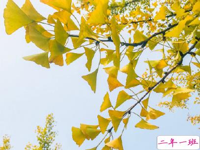 赏银杏的朋友圈说说带图片 有关银杏的唯美说说配图12