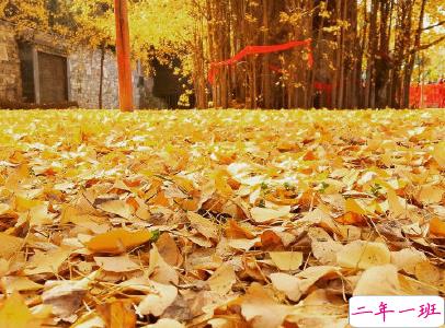 赏银杏的朋友圈说说带图片 有关银杏的唯美说说配图15