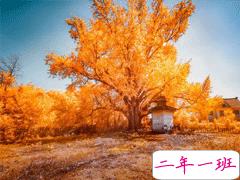 赏银杏的朋友圈说说带图片 有关银杏的唯美说说配图