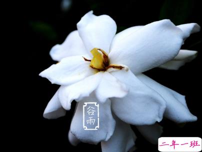 2020谷雨节气唯美说说配图 谷雨祝福唯美暖人心8