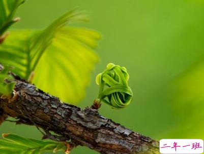 2020谷雨节气唯美说说配图 谷雨祝福唯美暖人心9