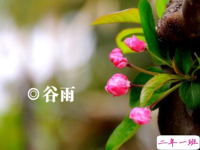 2020谷雨节气唯美说说配图 谷雨祝福唯美暖人心11