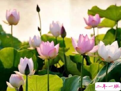 抖音早安心语唯美带图片 早安问候语幽默一句话6