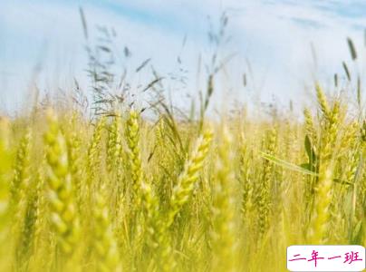 2019小满节气祝福语说说带图片 小满节气的优美句子好听2