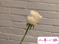 2020最暖情话留言短句 史上最撩人情话精选