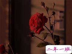 公布恋情的创意句子 只要是你我都认栽