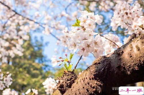 2019春分朋友圈早安祝福语带图片 春分唯美说说简单一句话1