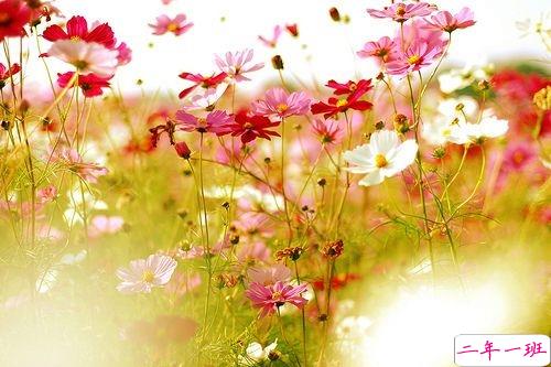 2019春分朋友圈早安祝福语带图片 春分唯美说说简单一句话11