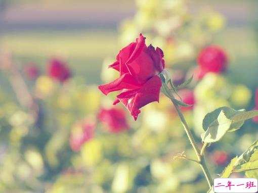 2019春分朋友圈早安祝福语带图片 春分唯美说说简单一句话14