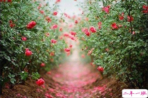 2019最新qq小情话带图片大全 最感动的唯美情话说说8