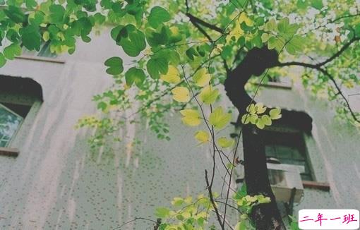 表达爱意的唯美句子配图 肯定能打动你心的唯美说说带图片15