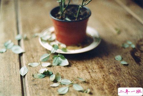 字里行间写尽了诗意和文艺的唯美说说带图片12