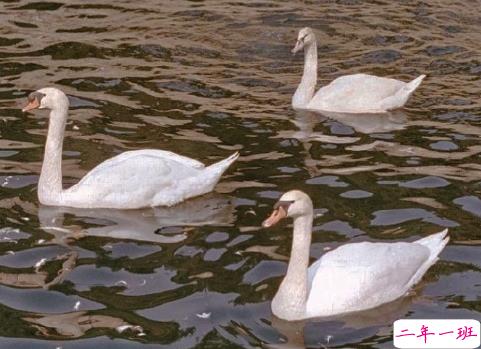 2021最新表白语录大全 2021元旦表白文案1