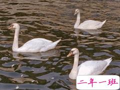 2021最新表白语录大全 2021元旦表白文案