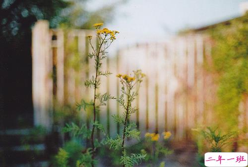 超唯美文艺的说说带图片 你看没看见我都盛开风来不来芬芳都在5