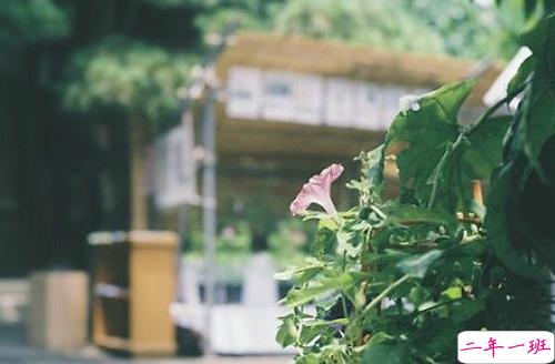 超唯美文艺的说说带图片 你看没看见我都盛开风来不来芬芳都在14