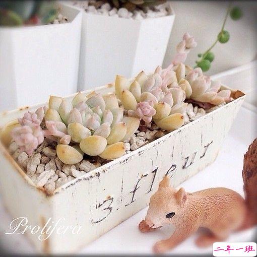 唯美温暖的小清新句子带图片 你是天边的霞光吞吐脚畔的蔷薇含羞13