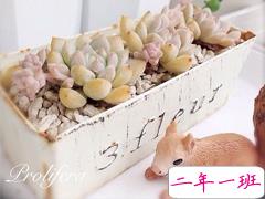 唯美温暖的小清新句子带图片 你是天边的霞光吞吐脚畔的蔷薇含羞