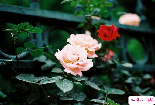 唯美简单的治愈系说说带图片 山月孤寂只是未见我7